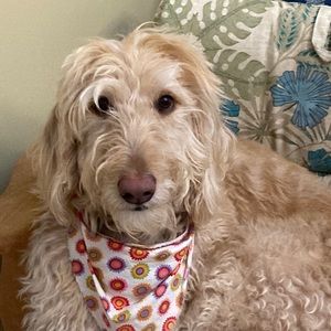 Meet your Posher, Cindy